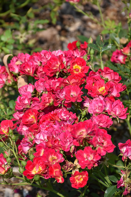Pink Drift Rose (Rosa 'Meijocos') at Vandermeer Nursery