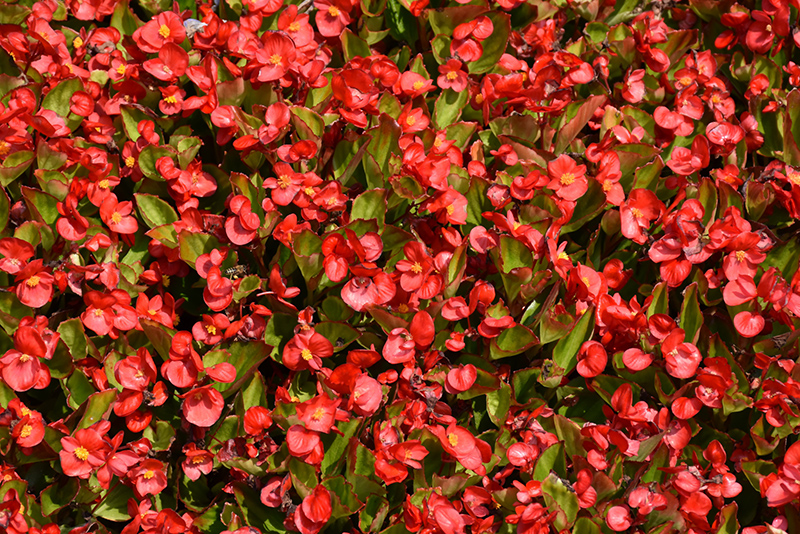 Topspin Scarlet Begonia (Begonia 'Topspin Scarlet') at Vandermeer Nursery