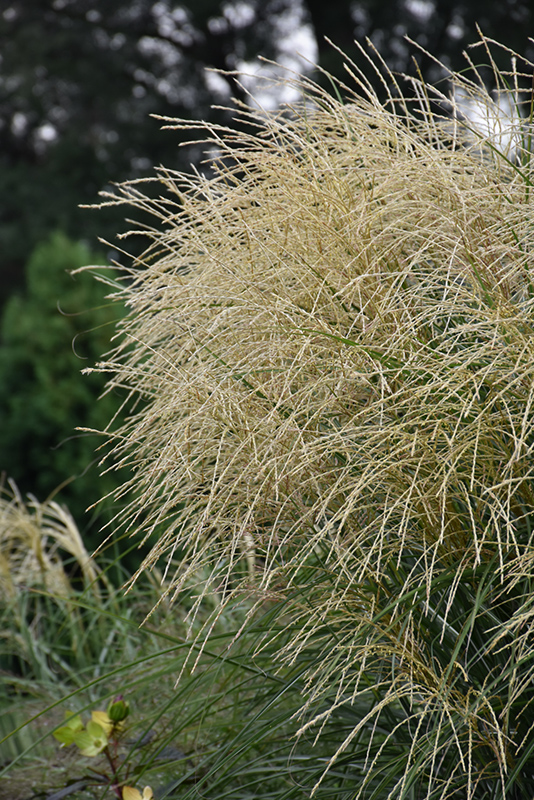 Encore Maiden Grass (Miscanthus sinensis 'Encore') at Vandermeer Nursery