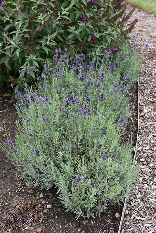 Sweet Romance Lavender (Lavandula angustifolia 'Kerlavangem') at Vandermeer Nursery