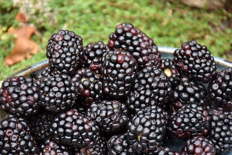 Triple Crown Blackberry (Rubus 'Triple Crown') at Vandermeer Nursery