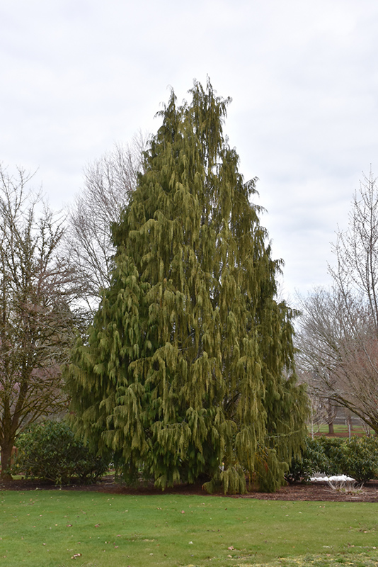 Weeping Nootka Cypress (Chamaecyparis nootkatensis 'Pendula') at Vandermeer Nursery