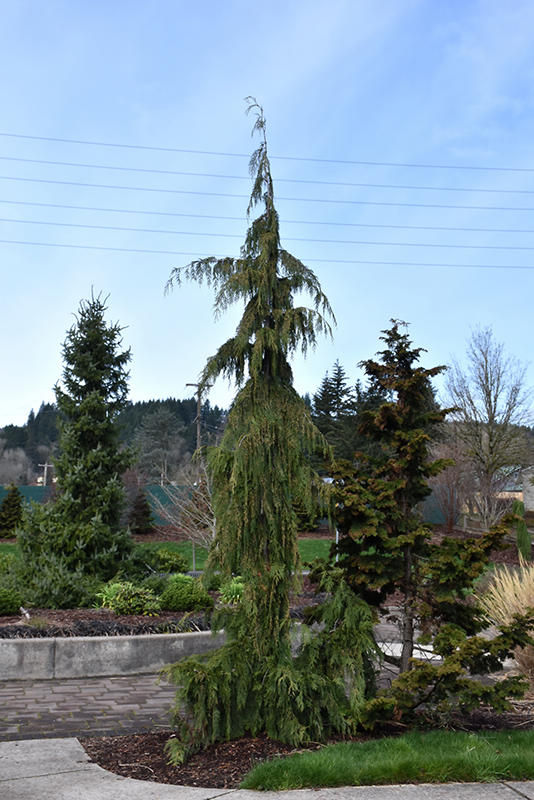 Weeping Nootka Cypress (Chamaecyparis nootkatensis 'Pendula') at Vandermeer Nursery
