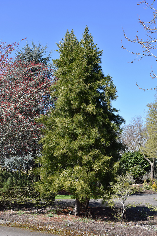 Japanese Umbrella Pine (Sciadopitys verticillata) at Vandermeer Nursery