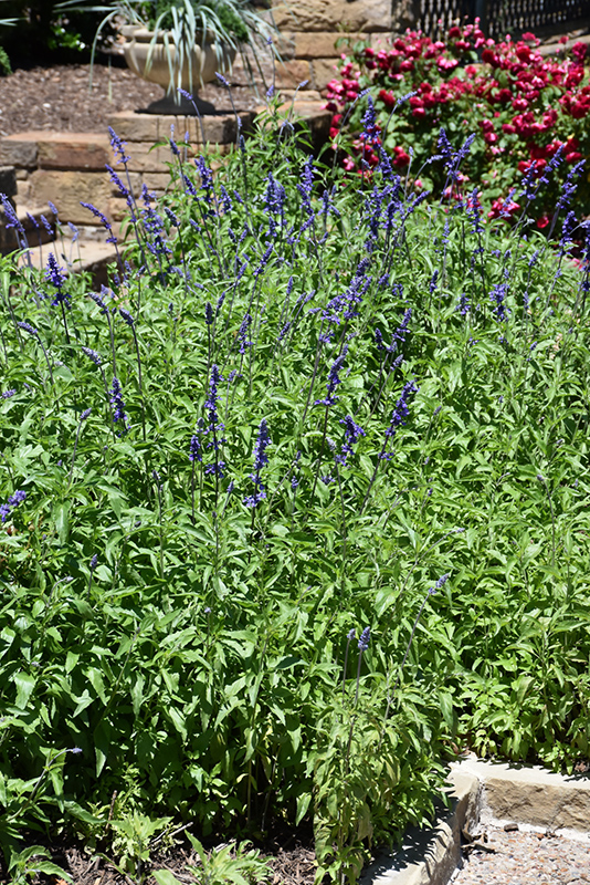Victoria Blue Salvia (Salvia farinacea 'Victoria Blue') at Vandermeer Nursery