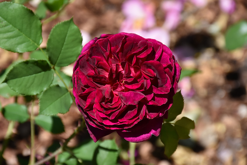 Munstead Rose (Rosa 'Ausbernard') at Vandermeer Nursery