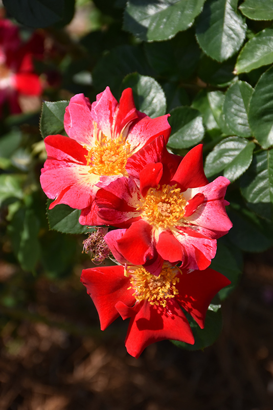 Fourth of July Rose (Rosa 'Fourth of July') at Vandermeer Nursery