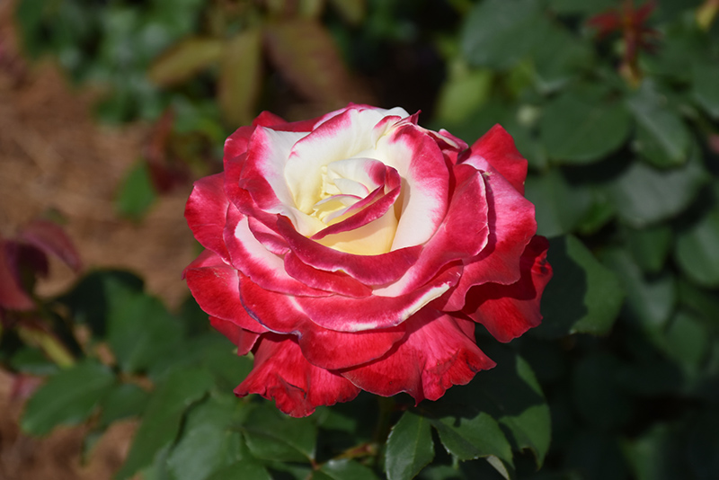 Double Delight Rose (Rosa 'Double Delight') at Vandermeer Nursery