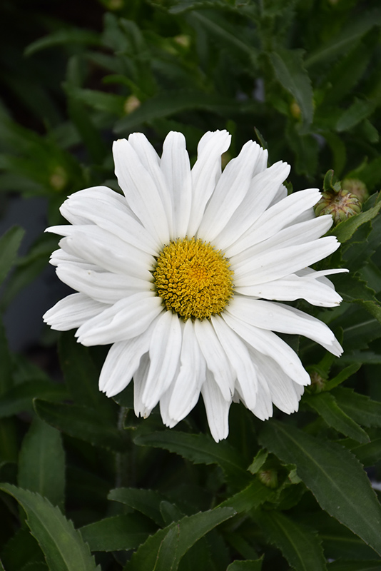 Daisy May Shasta Daisy (Leucanthemum x superbum 'Daisy Duke') at Vandermeer Nursery