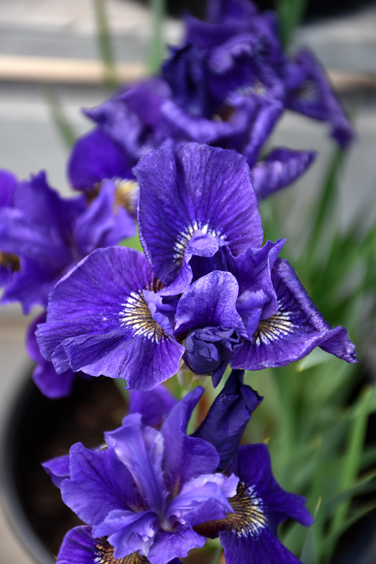 Ruffled Velvet Iris (Iris sibirica 'Ruffled Velvet') at Vandermeer Nursery