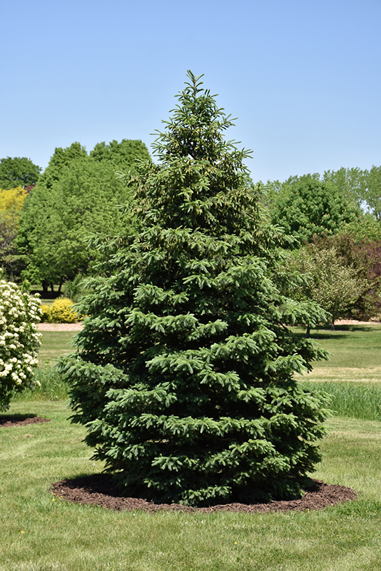 Black Hills Spruce (Picea glauca var. densata) at Vandermeer Nursery