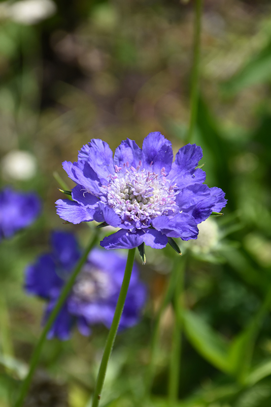 Fama Deep Blue Pincushion Flower (Scabiosa caucasica 'Fama Deep Blue') at Vandermeer Nursery