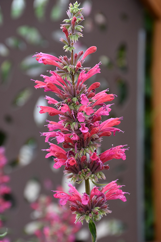 Red Fortune Mexican Hyssop (Agastache mexicana 'Red Fortune') at Vandermeer Nursery