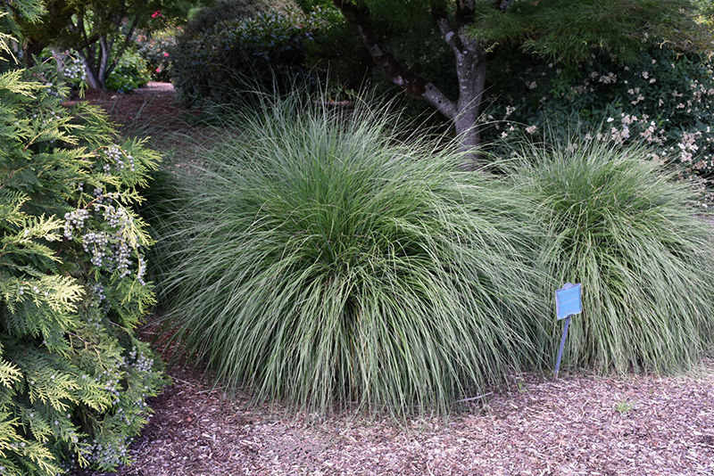 Hameln Dwarf Fountain Grass (Pennisetum alopecuroides 'Hameln') at Vandermeer Nursery