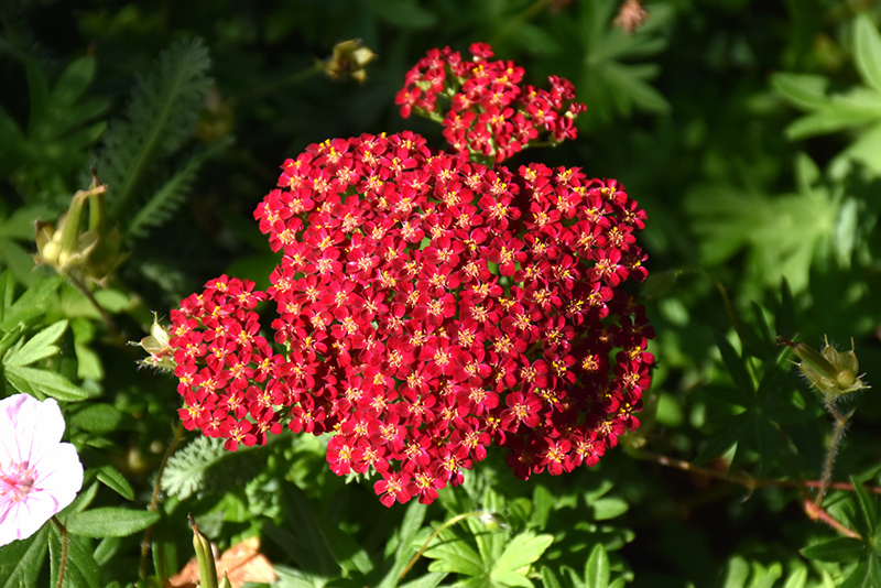Red Velvet Yarrow (Achillea millefolium 'Red Velvet') at Vandermeer Nursery