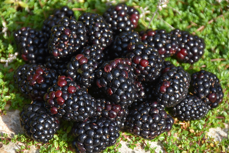 Black Satin Blackberry (Rubus Black Satin) at Vandermeer Nursery