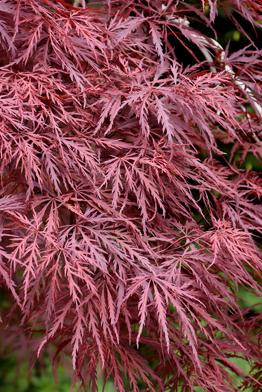 Red Dragon Japanese Maple (Acer palmatum 'Red Dragon') at Vandermeer Nursery