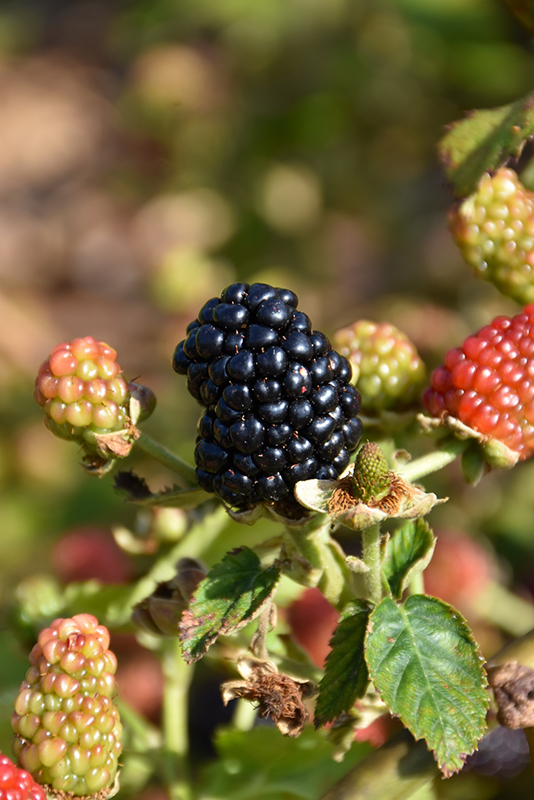 Navaho Thornless Blackberry (Rubus 'Navaho') at Vandermeer Nursery