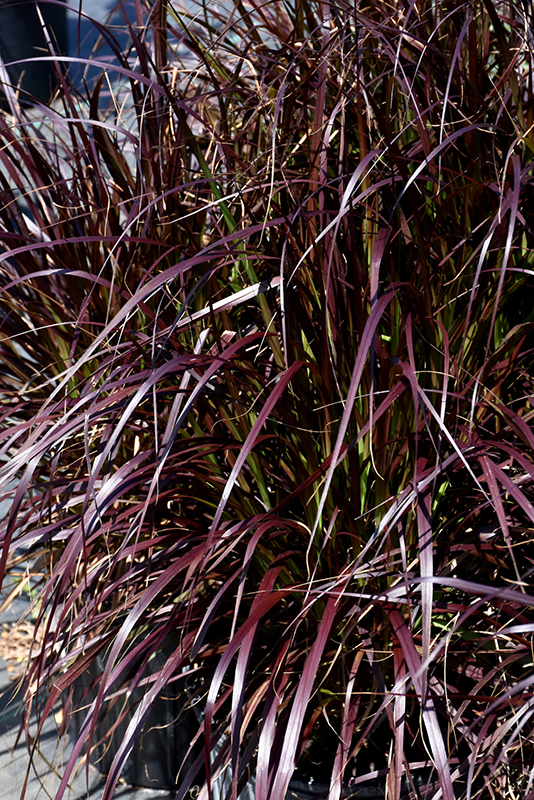 Purple Fountain Grass (Pennisetum setaceum 'Rubrum') at Vandermeer Nursery