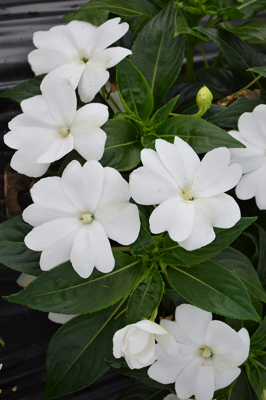 Florific White New Guinea Impatiens (Impatiens hawkeri 'Florific White') at Vandermeer Nursery