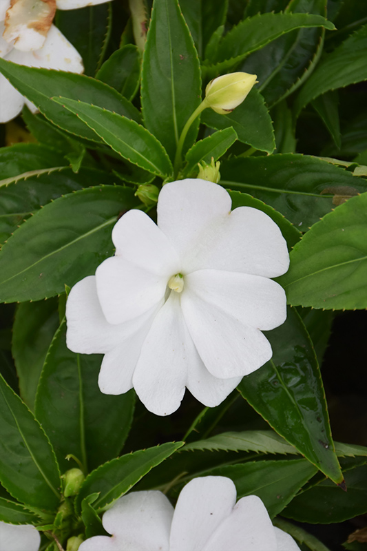 Divine White New Guinea Impatiens (Impatiens hawkeri 'Divine White') at Vandermeer Nursery