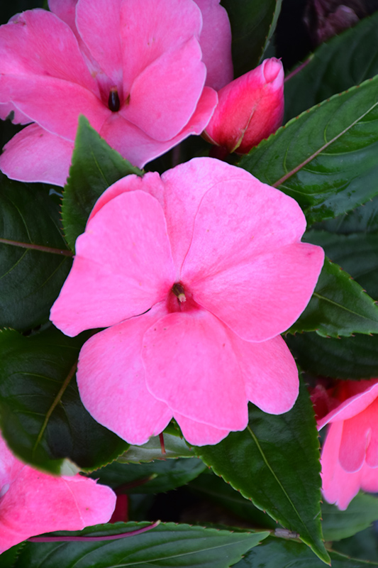 Divine Pink New Guinea Impatiens (Impatiens hawkeri 'Divine Pink') at Vandermeer Nursery