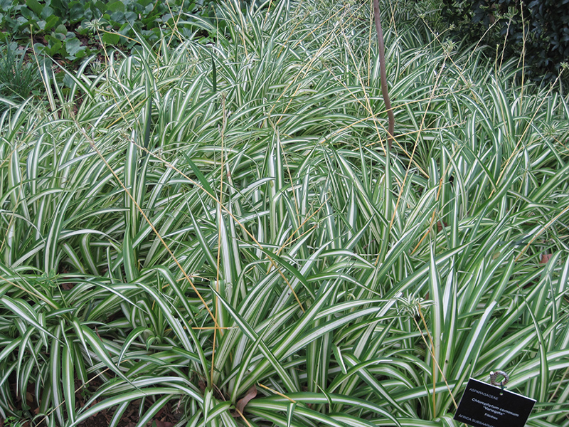 Variegated Spider Plant (Chlorophytum comosum 'Variegatum') at Vandermeer Nursery