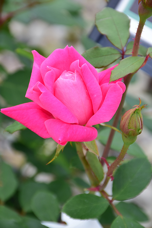 Pink Double Knock Out Rose (Rosa 'Radtkopink') at Vandermeer Nursery