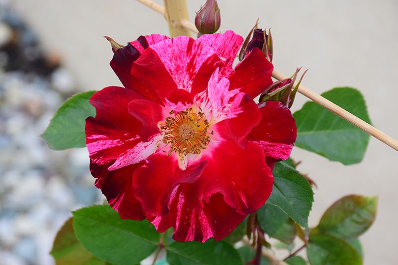 Fourth of July Rose (Rosa 'Fourth of July') at Vandermeer Nursery