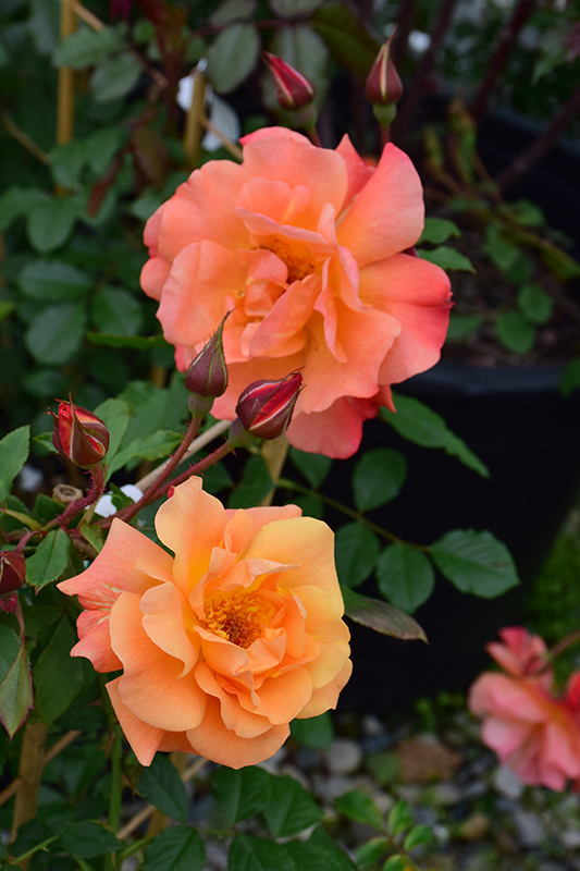 Westerland Rose (Rosa 'Westerland') at Vandermeer Nursery