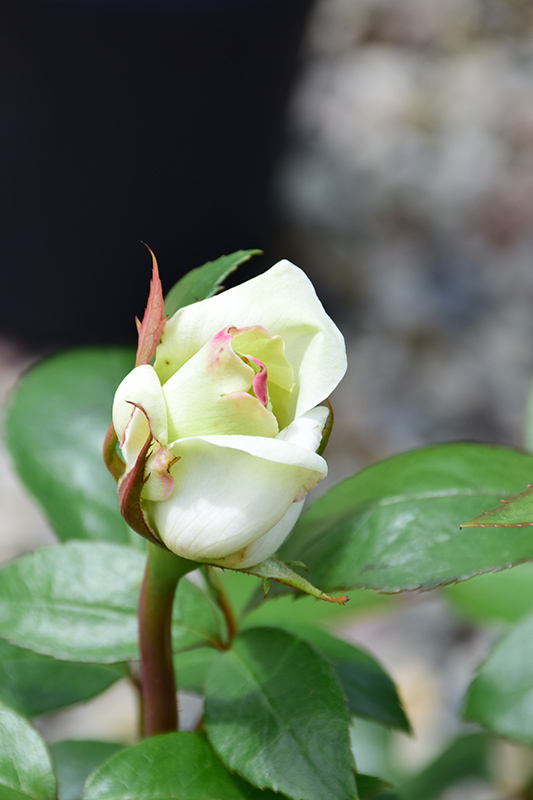 Sugar Moon Rose (Rosa 'WEKmemolo') at Vandermeer Nursery