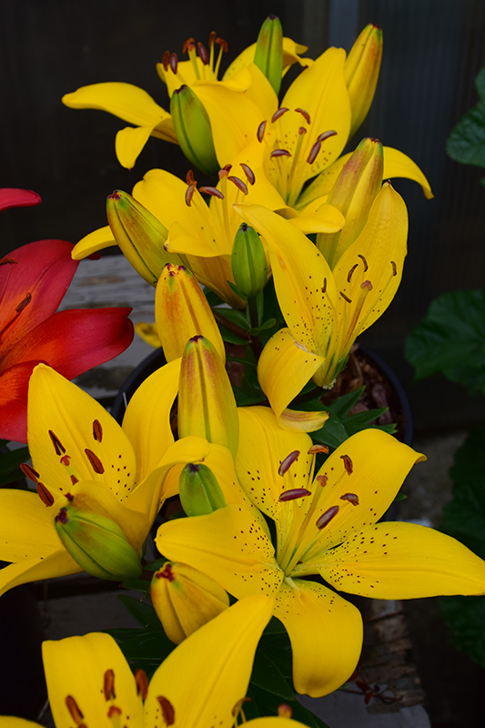 Golden Matrix Lily (Lilium 'Golden Matrix') at Vandermeer Nursery