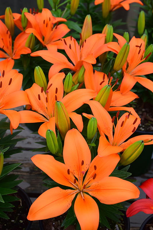 Matrix Orange Lily (Lilium 'Matrix Orange') at Vandermeer Nursery