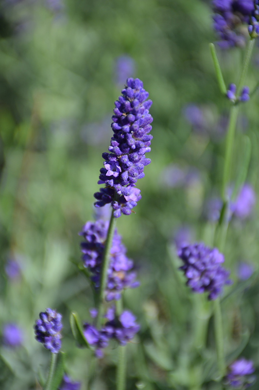 Sweet Romance Lavender (Lavandula angustifolia 'Kerlavangem') at Vandermeer Nursery