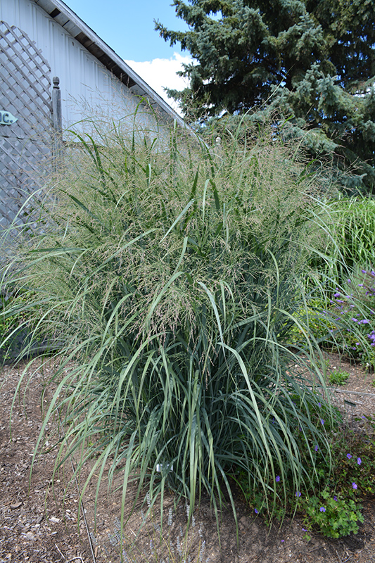 Northwind Switch Grass (Panicum virgatum 'Northwind') at Vandermeer Nursery