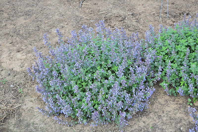 Picture Purrfect Catmint (Nepeta 'Picture Purrfect') at Vandermeer Nursery