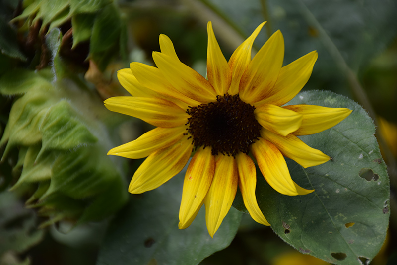 Firecracker Sunflower (Helianthus annuus 'Firecracker') at Vandermeer Nursery