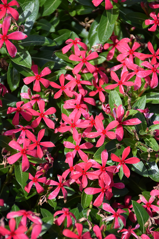 Soiree Kawaii Red Vinca (Catharanthus roseus 'Soiree Kawaii Red') at Vandermeer Nursery