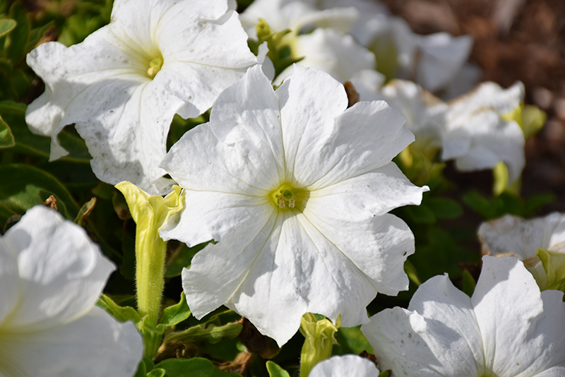 Success! HD White Petunia (Petunia 'Success! HD White') at Vandermeer Nursery