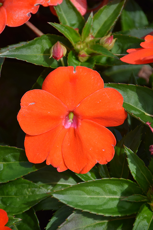 SunPatiens Vigorous Orange New Guinea Impatiens (Impatiens 'SAKIMP056') at Vandermeer Nursery