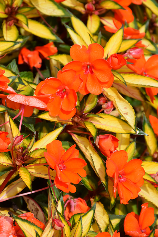 SunPatiens Vigorous Tropical Orange New Guinea Impatiens (Impatiens 'SAKIMP055') at Vandermeer Nursery