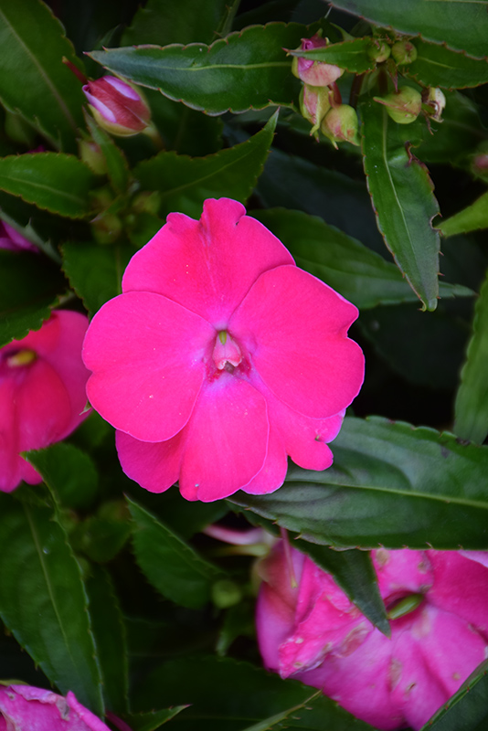 SunPatiens Vigorous Rose Pink New Guinea Impatiens (Impatiens 'SAKIMP052') at Vandermeer Nursery