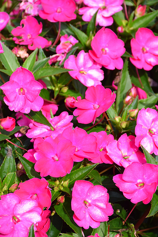SunPatiens Vigorous Rose Pink New Guinea Impatiens (Impatiens 'SAKIMP052') at Vandermeer Nursery