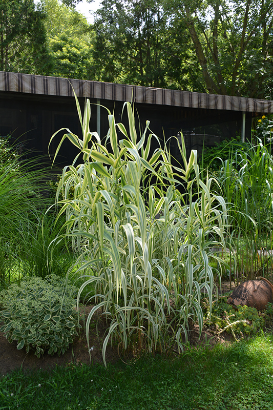 Peppermint Stick Giant Reed Grass (Arundo donax 'Peppermint Stick') at Vandermeer Nursery