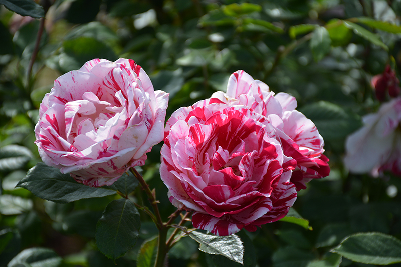 Scentimental Rose (Rosa 'Scentimental') at Vandermeer Nursery