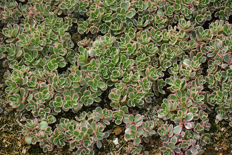 Tricolor Stonecrop (Sedum spurium 'Tricolor') at Vandermeer Nursery