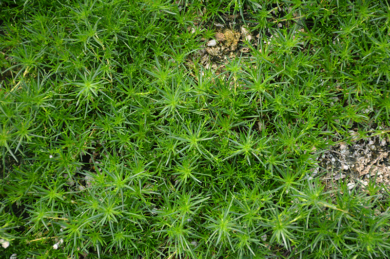 Irish Moss (Sagina subulata) at Vandermeer Nursery