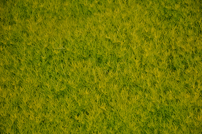 Scotch Moss (Sagina subulata 'Aurea') at Vandermeer Nursery