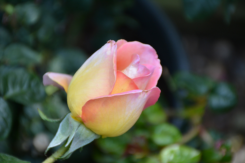 Peace Rose (Rosa 'Peace') at Vandermeer Nursery