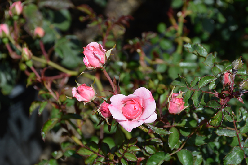 Bonica Rose (Rosa 'Meidomonac') at Vandermeer Nursery